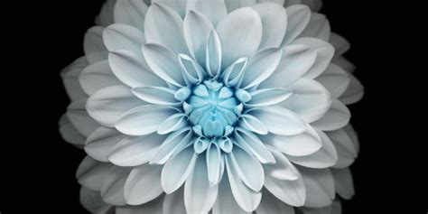 Blue White Lotus 4k Wallpapers Free And Easy To Download