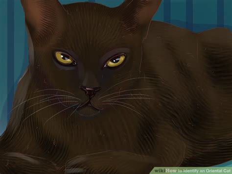identify  oriental cat  steps  pictures wikihow