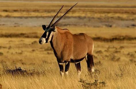 Gemsbok Antelope Oryx Gazelle African Mammals