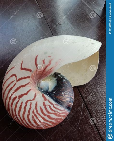 Nautilus Shell Big White And Orange Stripes Floatting In The Sea Stock