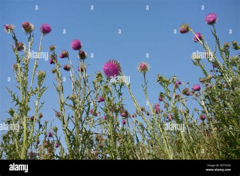 Low Angle View Of Nodding Musk Thistles Carduus Nutans Flowering In
