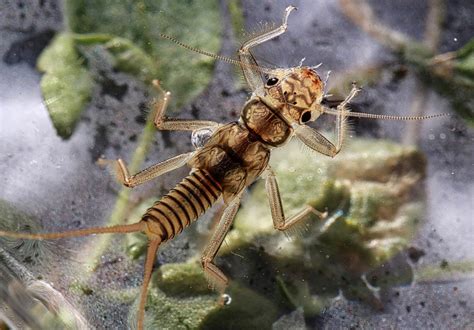 Aquatic Insects Of Central Virginia The Appalachian Springfly