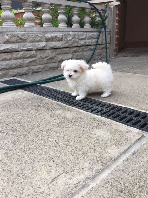 The maltese will work fine for novice owners, but obedience training is recommended. Maltese Puppies For Adoption FOR SALE ADOPTION in ...