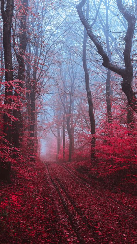 Amazing Nature Red Forest Wallpaper
