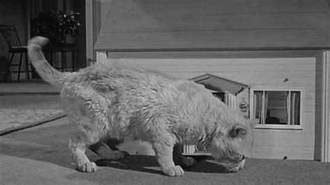 The Incredible Shrinking Man 1957 Cinema Cats