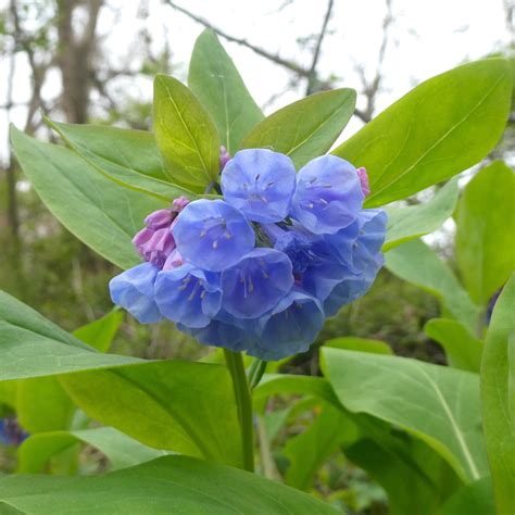 Plant Of The Week 3 Virginia Bluebells Mertensia Virginica — Native