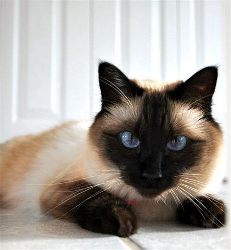 102 Best ♥balinese Cats♥ Images On Pinterest Balinese Balinese Cat