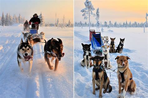 Mush Ahead Dog Sledding In Swedish Lapland Dog Sledding Lapland