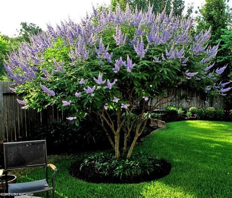 Shop with afterpay on eligible items. Vitex trained as small tree. Louisiana Superplant ...