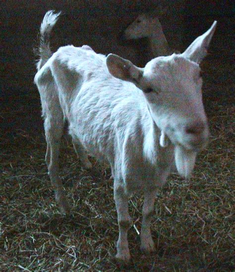 Goats With Clinical Jd Johne S Information Center Uwmadison