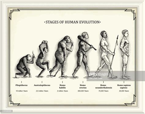 Stages Of Human Evolution High Res Vector Graphic Getty Images