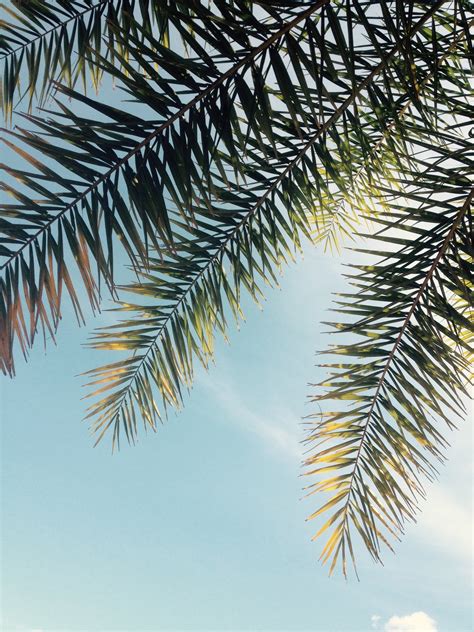 Green Palm Leaves Against The Blue Sky Pixeor Large Collection Of