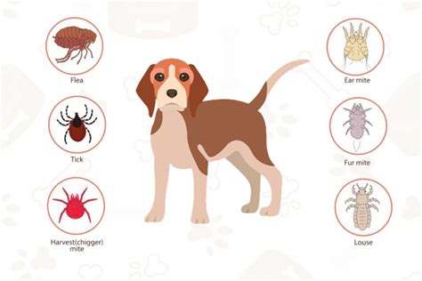 Common Dog Parasites Propatel