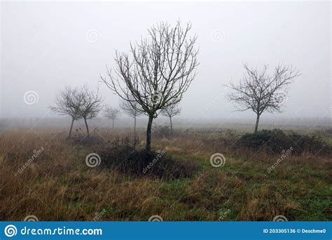 Rural Winter Meadow Trees In Foggy Landscape Stock Photo Image Of