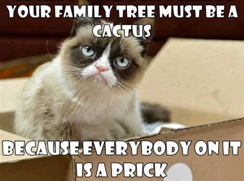 32 Funny Angry Cat Memes For Any Occasion Freemake