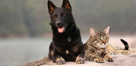 German shepherds are big dogs, and cats are very small animals. Are German Shepherds Good with Cats? | Avid Pup