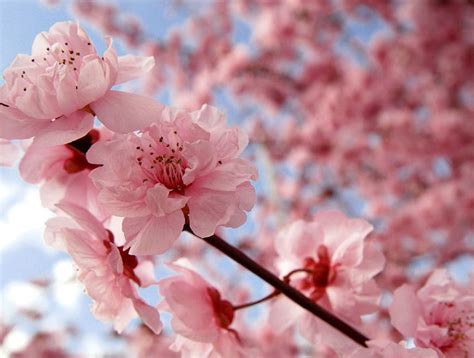 Beautiful Pink Cherry Blossom Wallpaper Colors Photo 34590382 Fanpop
