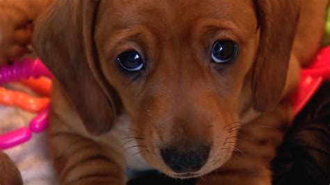 Puppy Dog Eyes Influence Dog Choice Bbc News