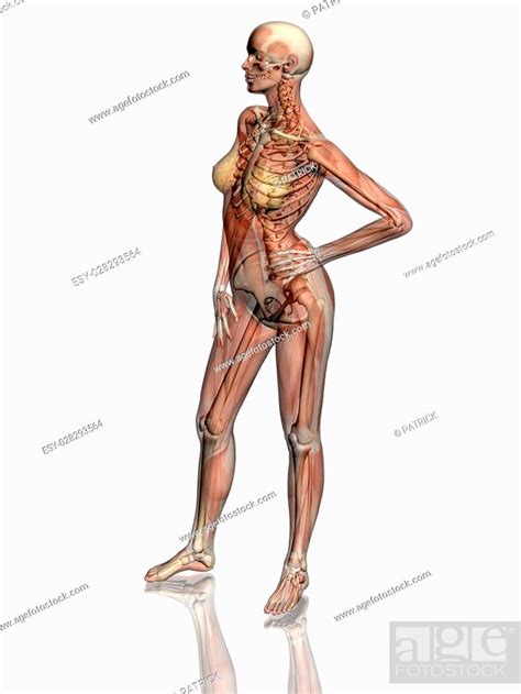 Anatomically Correct Medical Model Of The Human Body Women Stock