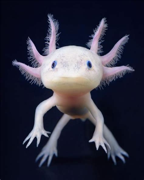 Axoloti Cute Sea Creatures