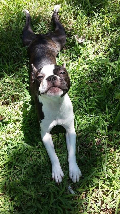 101 Best Picture Boston Terrier Dogs Meowlogy Boston Terrier Dog