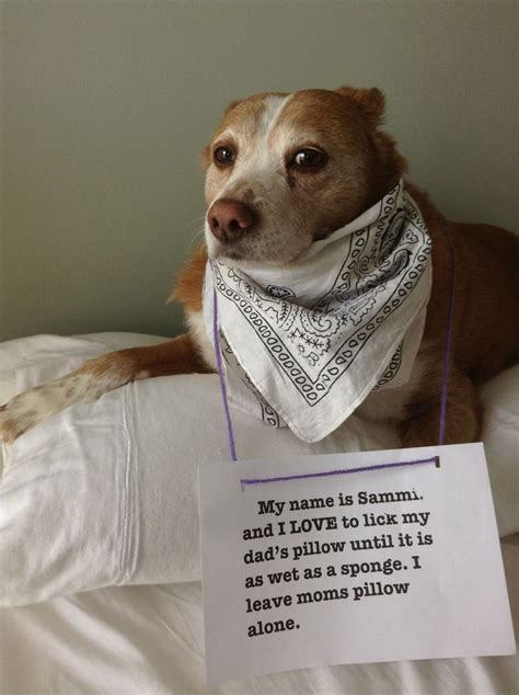 136 Best Images About Dog Shaming On Pinterest My Mom