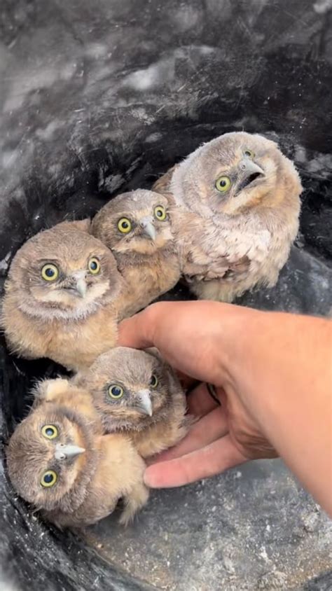 Wildlife Photographer Releases Wide Eyed Baby Burrowing Owls Into Safe
