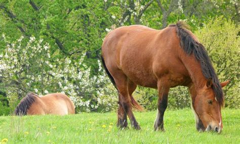 5 Behaviors That Are A Sign Of Poor Horsemanship Cowgirl Magazine