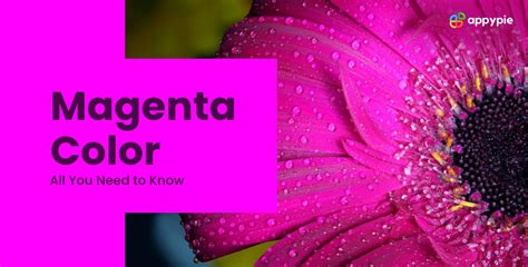 Magenta Color All You Need To Know