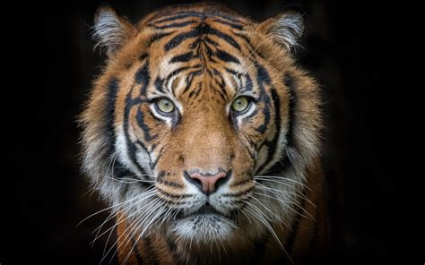 Wallpaper Tiger Portrait Predator Face Black