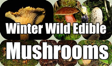Winter Wild Edible Mushrooms Shtf Prepping