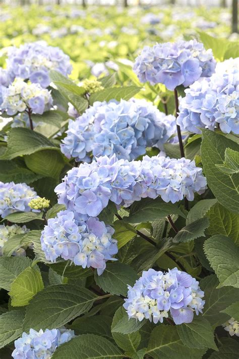 Shrubs play a very important role in your landscaping design. 27 best Cottage Garden images on Pinterest