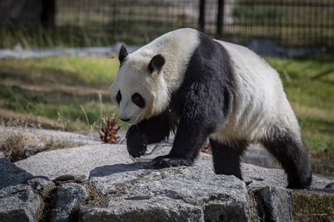 Ähtäri Zoo Finland Giant Panda Best Friends Award