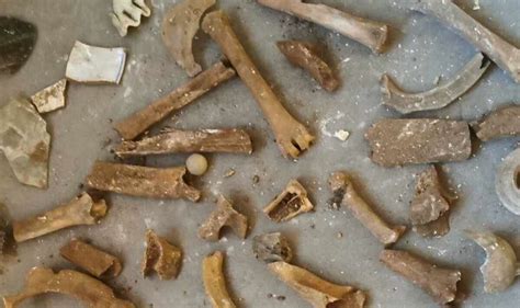 Plumber Makes Horror Bone Discovery After Digging Up Floorboards In The Bathroom World News