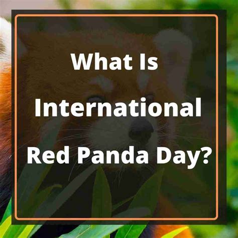 What Is International Red Panda Day Explained