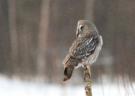 Eagle owls have been regular visitors at finnature's forest feeder near oulu since 2015. DG Wildlife by Dalia Kvedaraite and Giedrius Stakauskas ...
