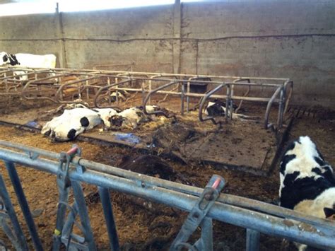 El Ganadero De Las 40 Vacas Muertas Cree Que Murieron Debido A Una