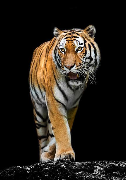 Royalty Free Tiger Black Background Pictures Images And
