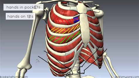 Rib Cage Muscles Labeled This Figure Shows The Muscles In The Thorax