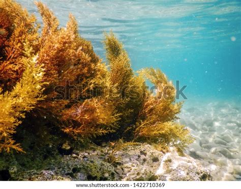 Forest Seaweed Seaweed Underwater Seaweed Shallow Stock Photo Edit Now