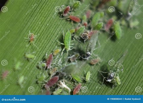 Shot Of Aphids That Suck A Plant Stock Photo Image Of Lice Plant