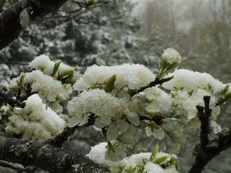 Prunier En Fleurs Sous La Neige Photolive Toutes Les Photos Météo En