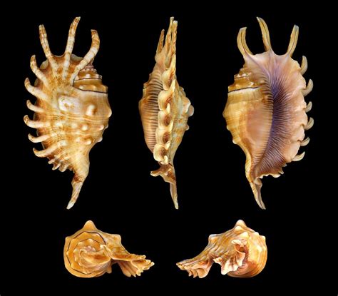 A Brief Guide To The Classification Of Conches And Sea Shells Aleph