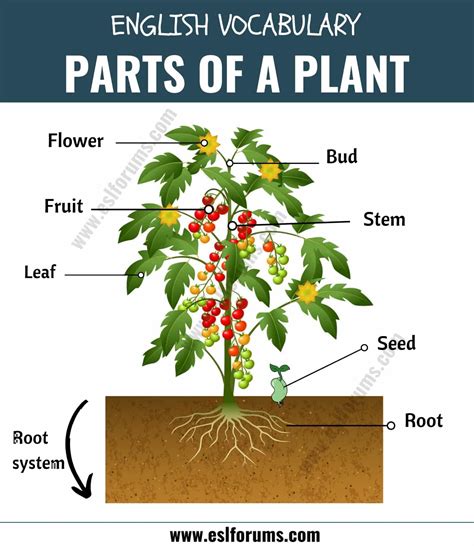 Parts Of A Plant 7esl Membership