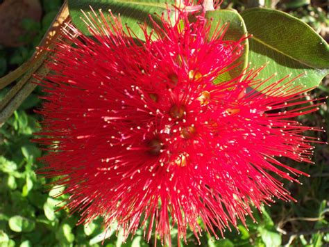 Whether you need new ideas for your garden, want to change your wallpaper to an image of from tulips to sunflowers to roses, these pictures of beautiful flowers are sure to inspire your inner green flowers are uplifting, whether you look at them irl or in a photo. Red Pohutukawa Flower NZ Free Stock Photo - Public Domain ...