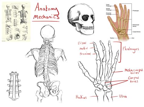 Human Anatomy Basics And Practice Archie Mcconachie