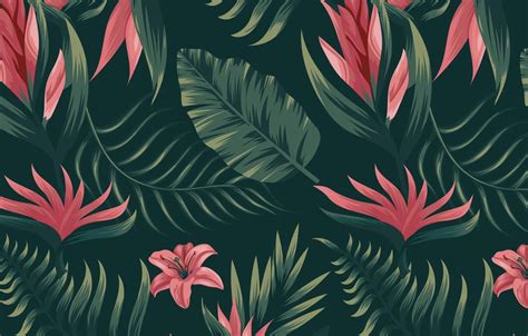 Tropical Flower Desktop Wallpapers Top Free Tropical Flower Desktop