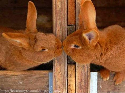 Cute And Funny Pictures Of Animals 33 Bunny 2