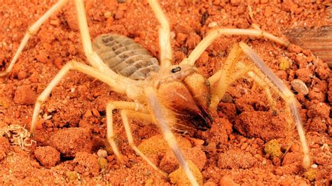 Camel Spider National Geographic