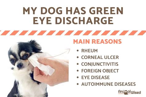 Eye Discharge Epiphora In Dogs Vca Animal Hospital Vlrengbr